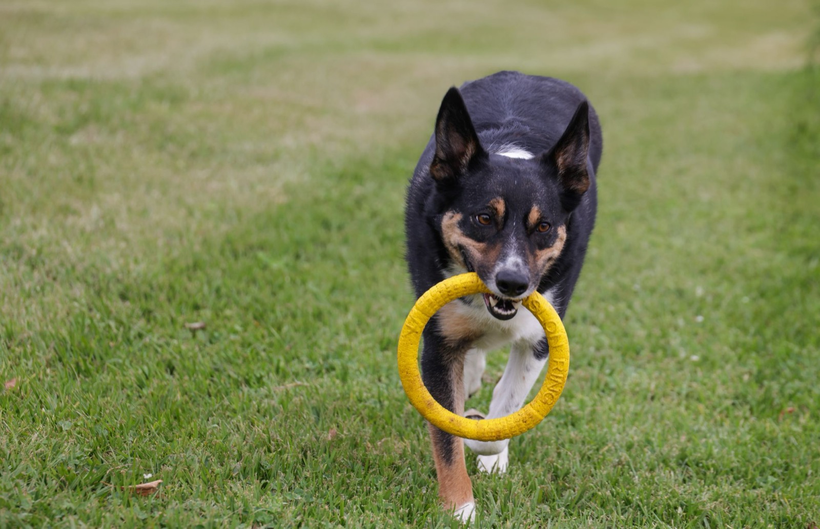 A herding-type dog carrying a yellow ring toy across grass, mid cognitive enrichment play