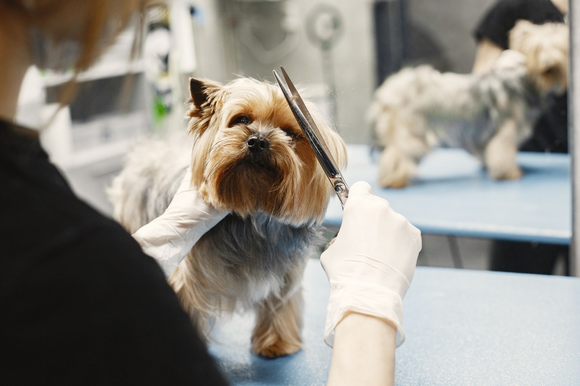 Senior dog receiving attentive wellness care