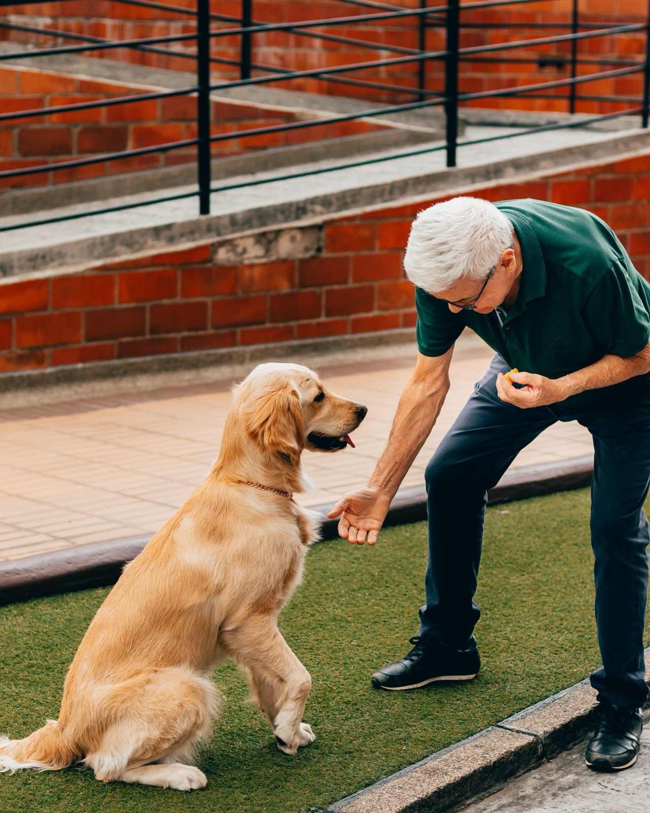 An older man kneeling on a grassy patio to give a treat to an attentive golden retriever, representing a consistent, gentle care routine